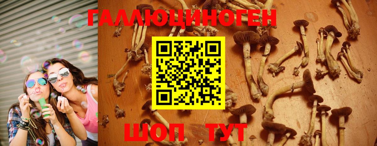 Псилоцибиновые грибы GOLDEN TEACHER  Вход с VPN  Кизилюрт 